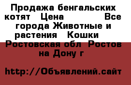 Продажа бенгальских котят › Цена ­ 20 000 - Все города Животные и растения » Кошки   . Ростовская обл.,Ростов-на-Дону г.